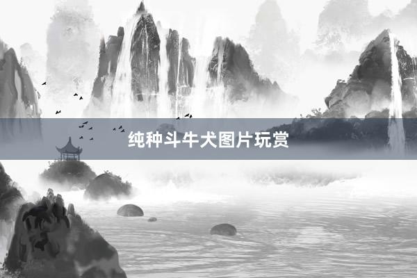 纯种斗牛犬图片玩赏