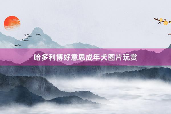 哈多利博好意思成年犬图片玩赏